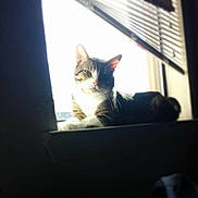 Buddy joined the competition — help win amazing prizes! cat, tabby, windowsill, sunlight, indoor, pet, animal, relaxed, blinds, shadow, fur, whiskers, pink_nose, resting, domestic_cat, window, house, daylight, mammal, cute
