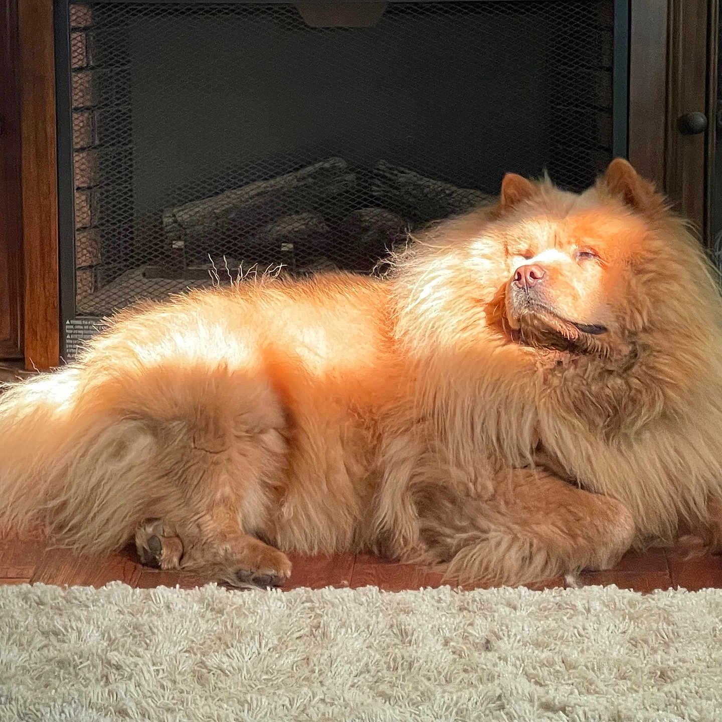 Kodiack is registered to the contest to win money with this photo: animal, cabinet, canine, chow_chow, cozy, dog, domestic_animal, fireplace, fluffy, fur, home, indoor, lying_down, pet, portrait, relaxing, resting, sunlight, warm_light, wood_floor