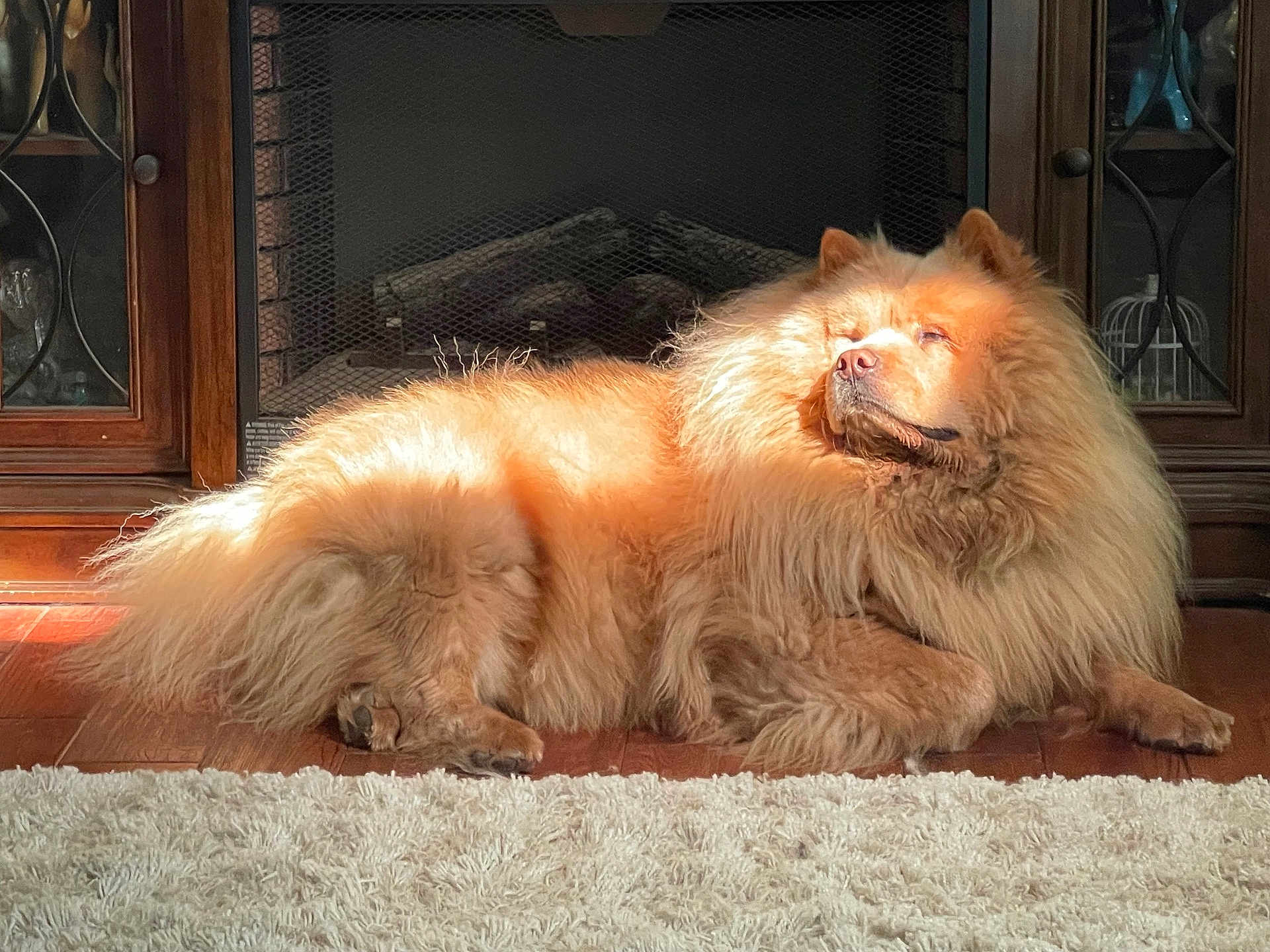 Kodiack is registered to the contest to win money with this photo: animal, cabinet, canine, chow_chow, cozy, dog, domestic_animal, fireplace, fluffy, fur, home, indoor, lying_down, pet, portrait, relaxing, resting, sunlight, warm_light, wood_floor