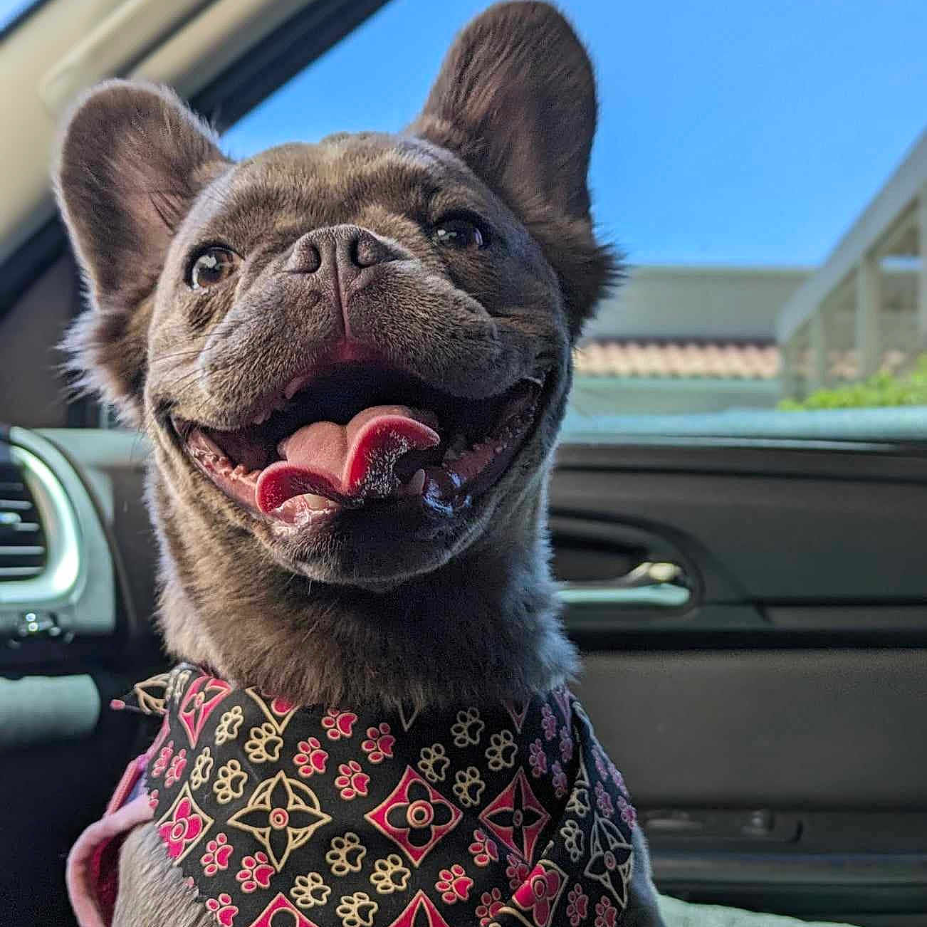 Lulu is registered to the contest to win money with this photo: accessory, animal, bandana, blue_sky, canine, car_interior, close_up, cute, dog, domestic_animal, ears_up, french_bulldog, happy, pet, portrait, seat, smiling, sunlight, tongue_out, window