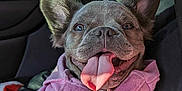 Lulu joined the competition — help win amazing prizes! animal, canine, car_interior, casual, closeup, cozy, cute, dog, domestic_animal, ears_up, french_bulldog, happy, pet, pink_hoodie, portrait, seatbelt, sitting, smiling, sunlight, tongue_out