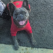 Lulu joined the competition — help win amazing prizes! animal, canine, collar, cozy, cute, dog, domestic_animal, ears_up, french_bulldog, gray_fur, happy, indoor, laying_down, paw, pet, portrait, red_sweater, rug, smiling, tongue_out
