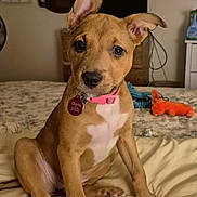 Charlee is registered to the contest to win money with this photo: puppy, dog, bed, blanket, collar, tag, toy, plush_toy, bedroom, dresser, television, cable, paw, ears, sitting, looking_at_camera, brown_coat, white_chest, pink_collar, indoor
