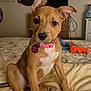 puppy, dog, bed, blanket, collar, tag, toy, plush_toy, bedroom, dresser, television, cable, paw, ears, sitting, looking_at_camera, brown_coat, white_chest, pink_collar, indoor