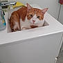 cat, orange_cat, white_cat, sink, bathroom, faucet, soap_dispenser, pet, animal, indoor, curious, resting, domestic_cat, fur, whiskers, ears, face, cute, comfort, relaxed