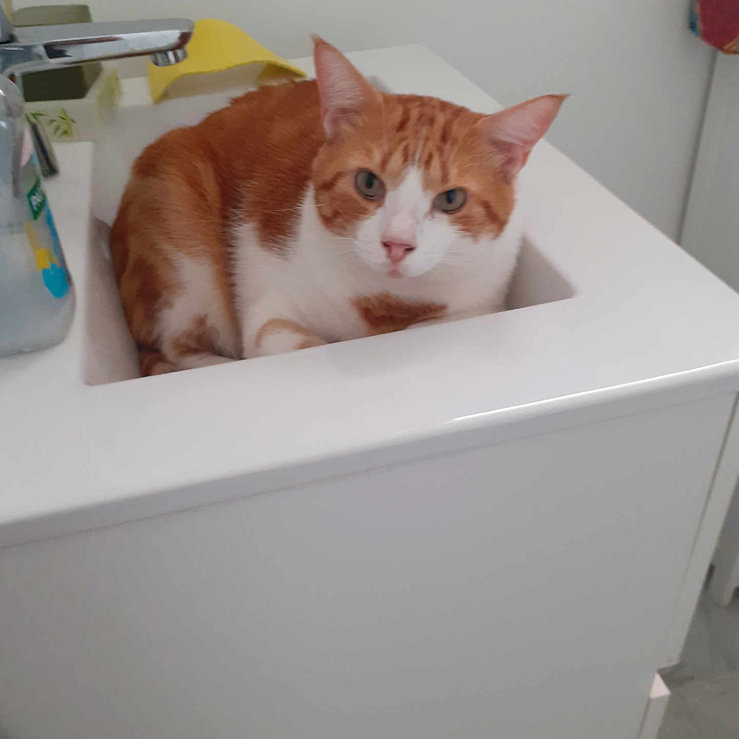 Cookie a rejoint le concours — aidez-le/la à gagner de superbes lots ! animal, bathroom, cat, comfort, curious, cute, domestic_cat, ears, face, faucet, fur, indoor, orange_cat, pet, relaxed, resting, sink, soap_dispenser, whiskers, white_cat