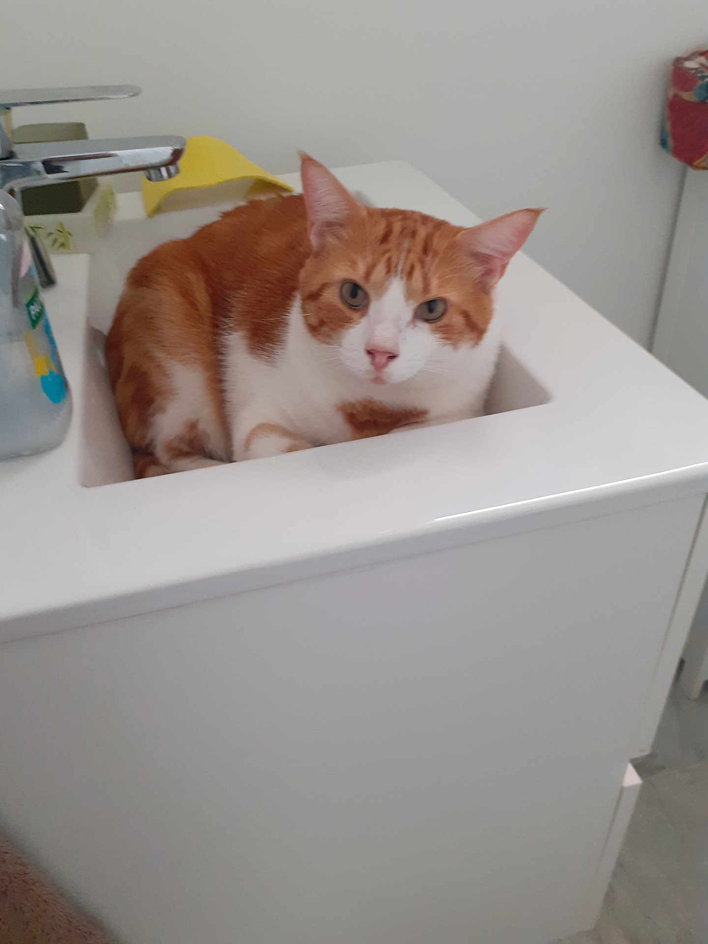 Cookie a rejoint le concours — aidez-le/la à gagner de superbes lots ! cat, orange_cat, white_cat, sink, bathroom, faucet, soap_dispenser, pet, animal, indoor, curious, resting, domestic_cat, fur, whiskers, ears, face, cute, comfort, relaxed