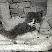 Guizmo a rejoint le concours — aidez-le/la à gagner de superbes lots ! kitten, cat, gray, white, fluffy, pet, animal, indoor, blanket, soft, cute, fur, paw, face, relaxed, young, small, cozy, resting, brick_wall