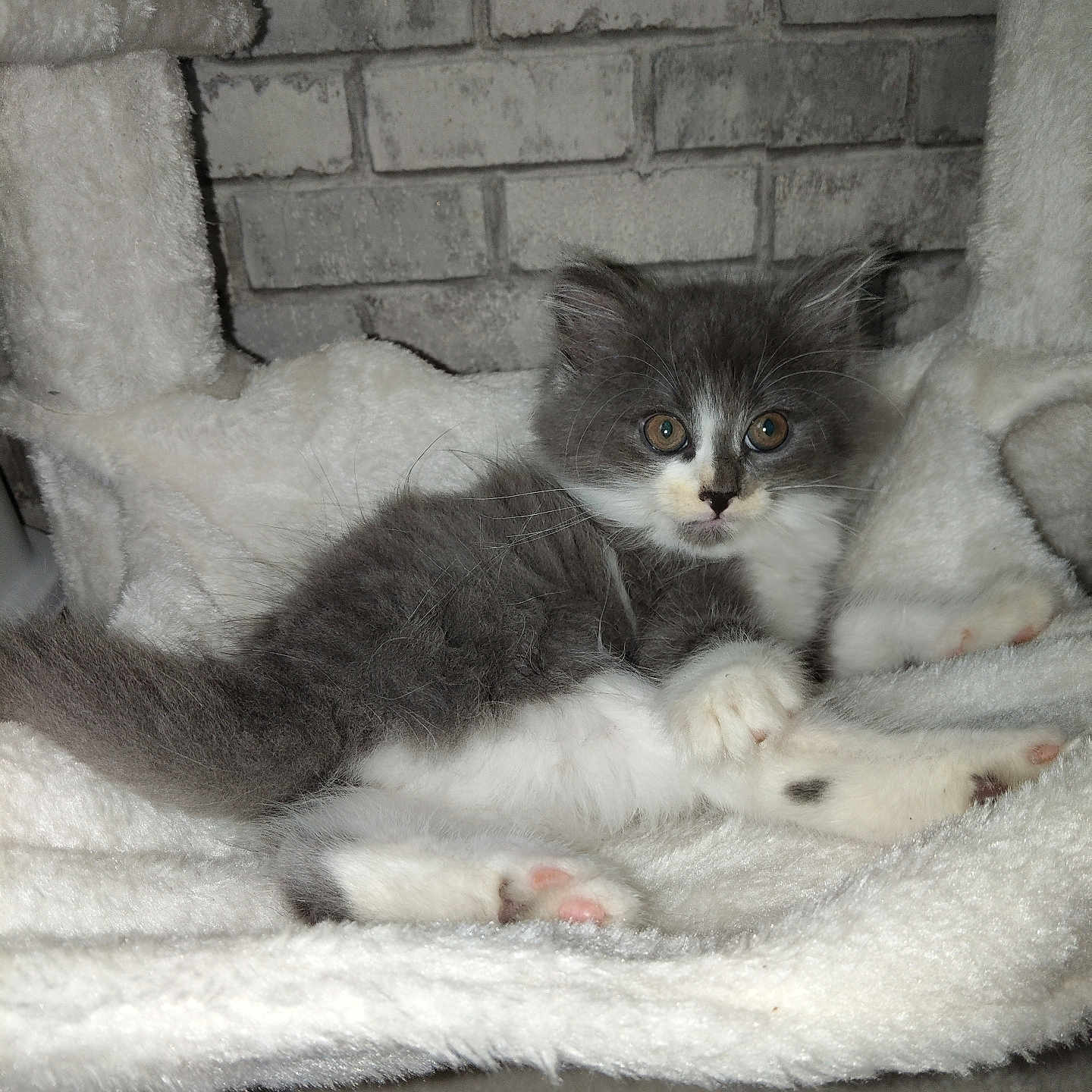 Guizmo a rejoint le concours — aidez-le/la à gagner de superbes lots ! animal, blanket, brick_wall, cat, cozy, cute, face, fluffy, fur, gray, indoor, kitten, paw, pet, relaxed, resting, small, soft, white, young