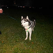 Aiko a rejoint le concours — aidez-le/la à gagner de superbes lots ! dog, husky, grass, night, leash, collar, animal, pet, canine, outdoor, dark, glowing, person_hand, walking, alert, fur, ears, white, black, standing