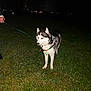 dog, husky, grass, night, leash, collar, animal, pet, canine, outdoor, dark, glowing, person_hand, walking, alert, fur, ears, white, black, standing