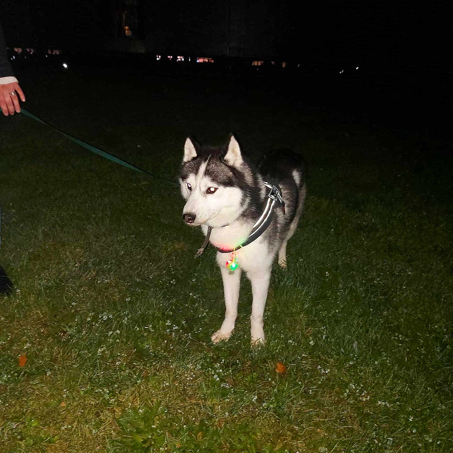 Aiko a rejoint le concours — aidez-le/la à gagner de superbes lots ! alert, animal, black, canine, collar, dark, dog, ears, fur, glowing, grass, husky, leash, night, outdoor, person_hand, pet, standing, walking, white