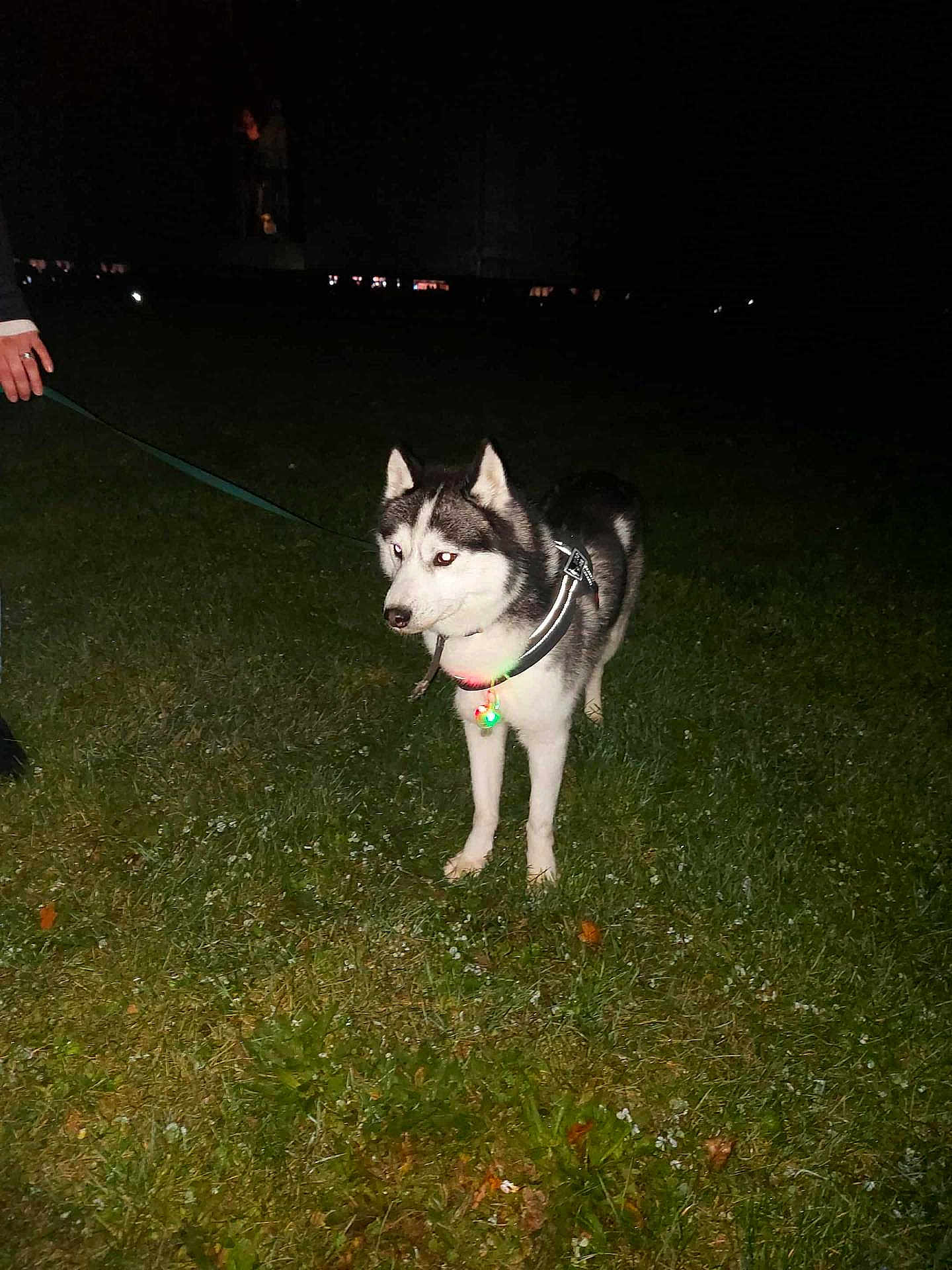 Aiko a rejoint le concours — aidez-le/la à gagner de superbes lots ! dog, husky, grass, night, leash, collar, animal, pet, canine, outdoor, dark, glowing, person_hand, walking, alert, fur, ears, white, black, standing