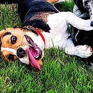 Atchoum a rejoint le concours — aidez-le/la à gagner de superbes lots ! animal, beagle, canine, cheerful, closeup, collar, dog, friendship, fun, grass, happy, lying_down, muzzle, nature, outdoor, paw, pet, playful, summer, tongue_out