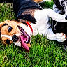 animal, beagle, canine, cheerful, closeup, collar, dog, friendship, fun, grass, happy, lying_down, muzzle, nature, outdoor, paw, pet, playful, summer, tongue_out
