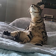 Tiger is registered to the contest to win money with this photo: cat, tabby, pet, feline, indoor, blanket, bed, curious, sitting, cozy, fur, striped, paw, whiskers, relaxed, looking_up, domestic_animal, furniture, home, resting