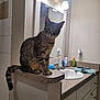 Tiger is registered to the contest to win money with this photo: cat, tabby_cat, bathroom, sink, mirror, countertop, toiletries, lighting, indoor, pet, curious, feline, wide_eyes, perched, wall, cabinet, towel, brush, clean, reflection