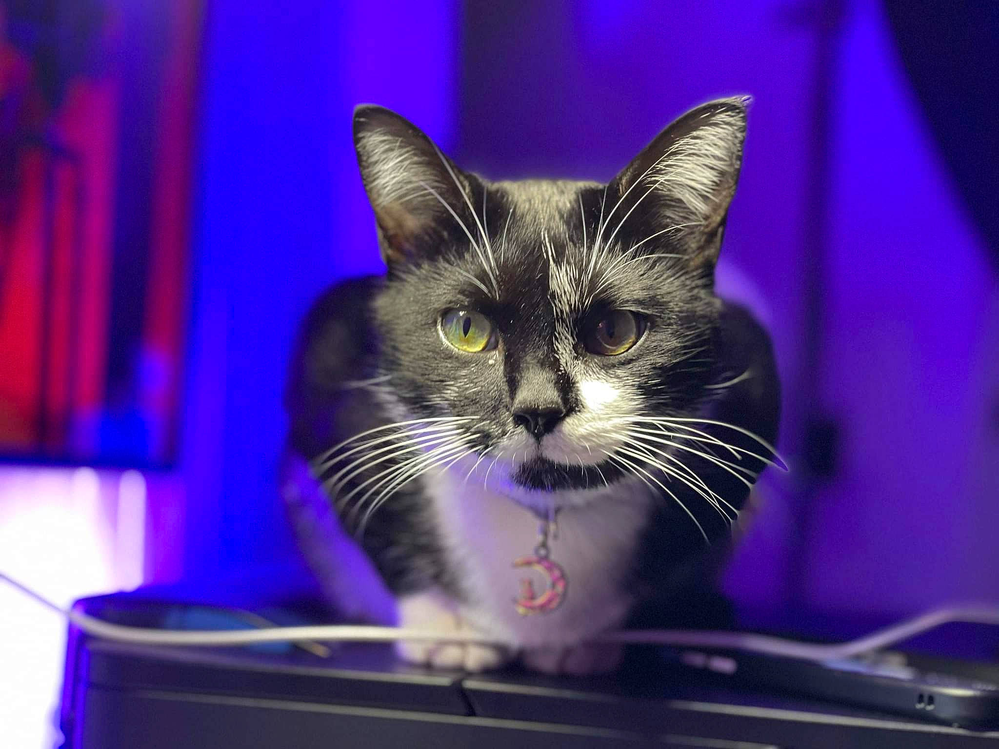 Harmon participe au concours pour gagner de l'argent avec cette photo : box, carnivore, cat, cat_supply, domestic_short_haired_cat, electric_blue, felidae, fur, magenta, paw, photo_caption, pink, purple, small_to_medium_sized_cats, snout, violet, whiskers, window