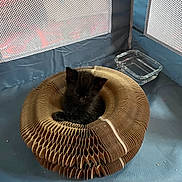 Bat joined the competition — help win amazing prizes! kitten, cat, black_cat, animal, pet, sitting, sleepy, fur, ears, whiskers, face, cardboard, donut_bed, cat_bed, cozy, playpen, mesh, water_bowl, indoor, cute