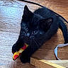 Bat is registered to the contest to win money with this photo: black_cat, kitten, cat, pet, animal, feline, sitting, lying_down, toy, chewing, colorful_toy, wooden_floor, indoor, home, fur, ears, whiskers, blue_eyes, playful, portrait