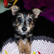 Rufus is registered to the contest to win money with this photo: puppy, dog, pet, fur, eyes, paws, ears, close_up, portrait, blanket, knit_blanket, knitted, cozy, indoor, bedding, looking_at_camera, cute, small, flash_glare, blurred