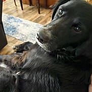 Dorothy joined the competition — help win amazing prizes! animal, black_dog, calm, canine, close_up, companion, dog, domestic_animal, floor, fur, furniture, home, indoor, looking_back, lying_down, pet, portrait, relaxed, rug, wooden_floor