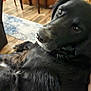 animal, black_dog, calm, canine, close_up, companion, dog, domestic_animal, floor, fur, furniture, home, indoor, looking_back, lying_down, pet, portrait, relaxed, rug, wooden_floor