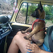 Vasko a rejoint le concours — aidez-le/la à gagner de superbes lots ! accessories, animal, canine, clothing, dog, face, grass, head, nature, outdoors, person, pet, photography, plant, portrait, puppy, shorts, sunglasses, tree, vegetation