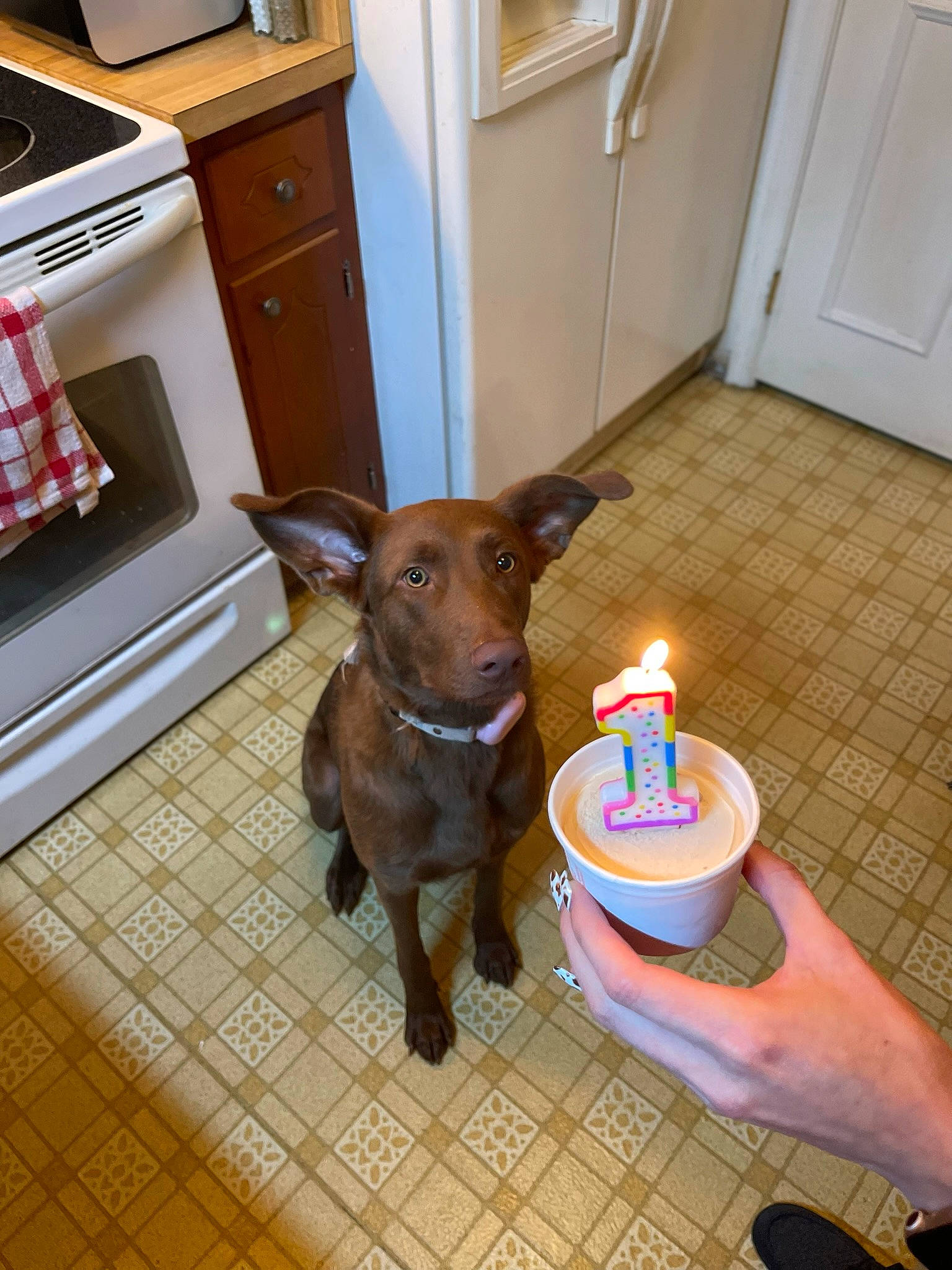 Coco is registered to the contest to win money with this photo: candle, carnivore, collar, companion_dog, dog, dog_breed, dog_supply, door, fawn, flooring, gaffer_tape, gas, home_appliance, home_door, kitchen_appliance, liver, pet_supply, sporting_group, wax, working_animal