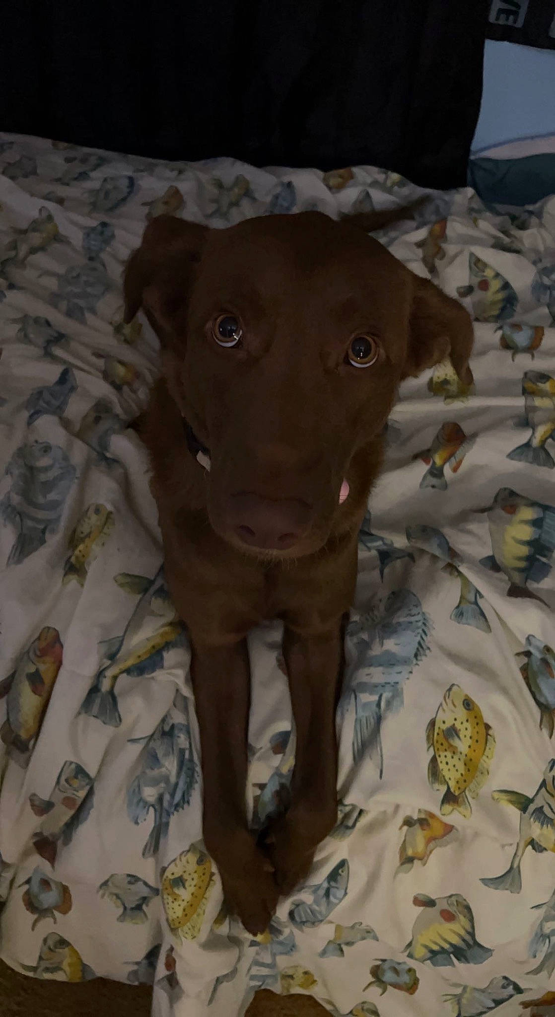 Coco is registered to the contest to win money with this photo: brown, canidae, carnivore, companion_dog, dog, dog_breed, dog_supply, fawn, gun_dog, liver, non_sporting_group, pet_supply, pointing_breed, snout, sporting_group, tail, terrestrial_animal, toy_dog, whiskers, working_animal