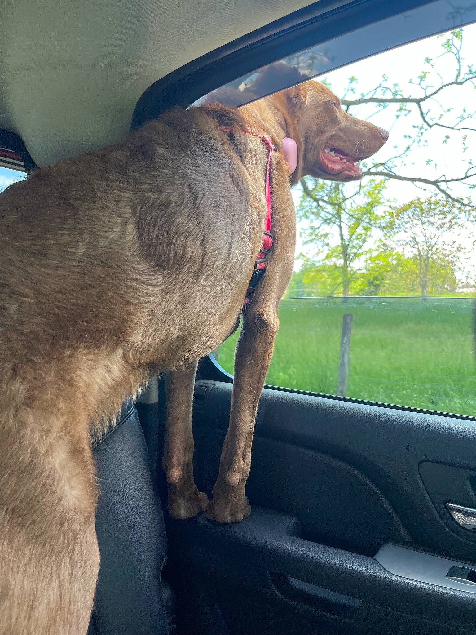 Coco joined the competition — help win amazing prizes! automotive_mirror, car, carnivore, collar, companion_dog, dog, dog_breed, dog_collar, fawn, liver, plant, sky, snout, sporting_group, tail, tree, vehicle_door, window, windshield, working_animal