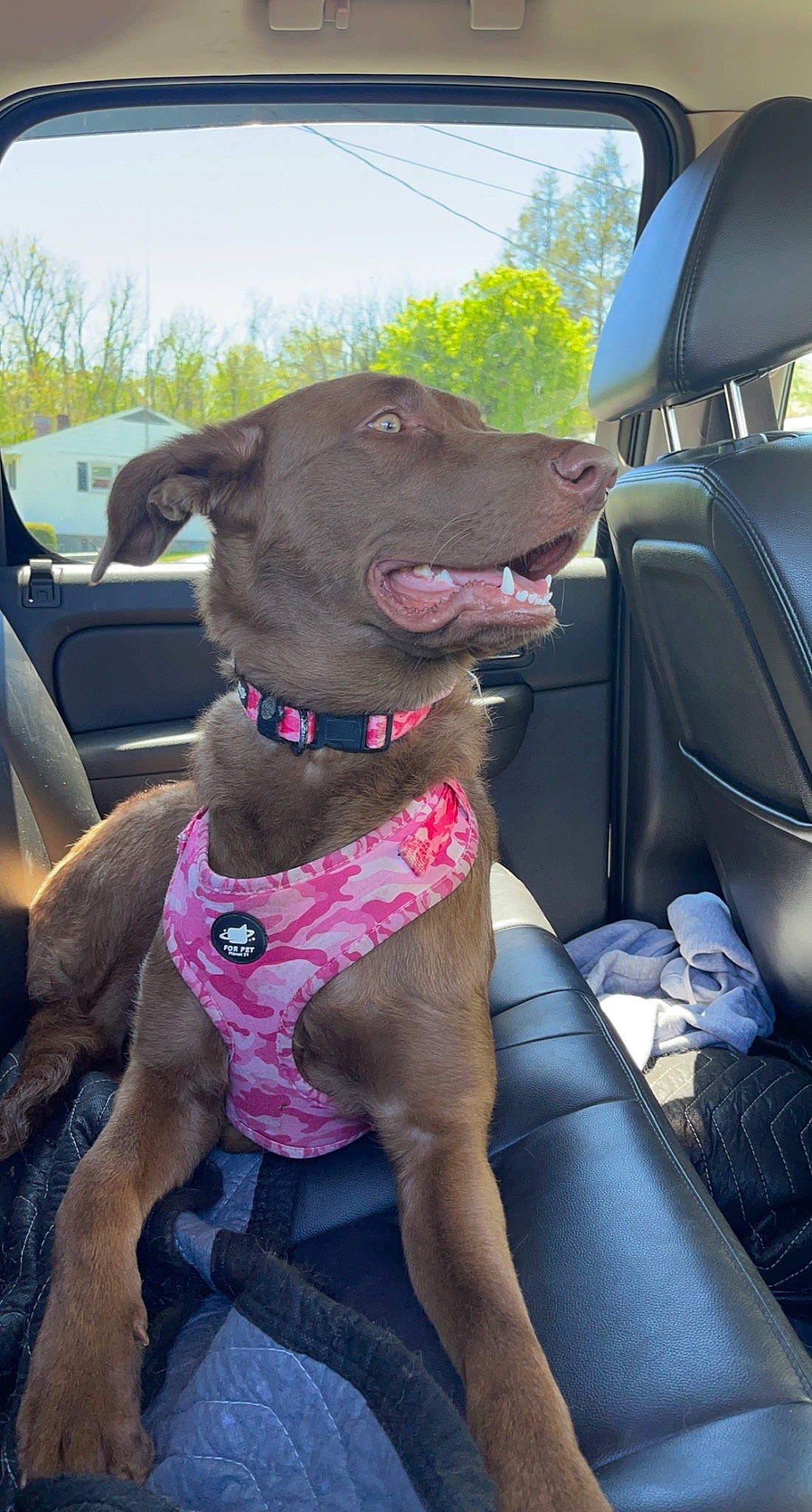 Coco joined the competition — help win amazing prizes! auto_part, automotive_exterior, car, car_seat, car_seat_cover, carnivore, collar, companion_dog, dog, dog_breed, dog_collar, fawn, liver, motor_vehicle, sky, snout, tree, vehicle, vehicle_door, working_animal