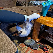 Homer is registered to the contest to win money with this photo: cat, fluffy_cat, white_fur, gray_fur, upside_down, playful, animal, pet, indoors, living_room, couch, coffee_table, carpet, slippers, shoes, sock, blanket, blue_cup, household_items, funny_pose