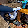 cat, fluffy_cat, white_fur, gray_fur, upside_down, playful, animal, pet, indoors, living_room, couch, coffee_table, carpet, slippers, shoes, sock, blanket, blue_cup, household_items, funny_pose