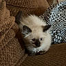 Homer joined the competition — help win amazing prizes! cat, kitten, siamese_cat, fluffy, blue_eyes, indoors, couch, cushion, blanket, brown, black_and_white, pet, animal, portrait, sitting, looking_at_camera, whiskers, collar, cute, home