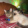 cats, cat, kitten, feline, snuggling, sleeping, pet, indoor, blanket, couch, living_room, cozy, portrait, flash_photography, colorful_lighting, laser_lights, remote_control, collar, blue_tag, tail