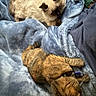 Homer is registered to the contest to win money with this photo: cat, cats, feline, pet, cream_cat, brown_cat, fluffy, fur, sleeping, relaxed, cozy, blanket, blue_blanket, indoors, home, cuddling, collar, whiskers, animal_portrait, nap