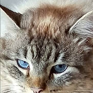 Grisou participe au concours pour gagner de l'argent avec cette photo : cat, close_up, blue_eyes, fluffy, resting, face, whiskers, ears, fur, domestic_cat, pet, animal, portrait, feline, indoor, calm, soft_light, muzzle, cute, relaxed