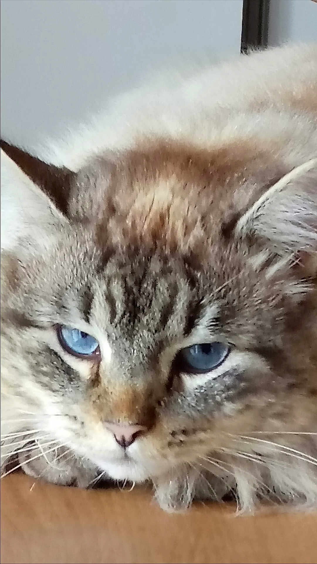 Grisou participe au concours pour gagner de l'argent avec cette photo : cat, close_up, blue_eyes, fluffy, resting, face, whiskers, ears, fur, domestic_cat, pet, animal, portrait, feline, indoor, calm, soft_light, muzzle, cute, relaxed