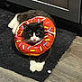 Ares is registered to the contest to win money with this photo: cat, tuxedo_cat, feline, pet, donut_pillow, inflatable_collar, neck_pillow, black_and_white, whiskers, paws, rug, bathroom_mat, cabinet, indoor, hardwood_floor, cute, playful, toy, closeup, portrait