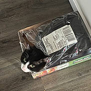Ares joined the competition — help win amazing prizes! cat, tuxedo_cat, cardboard_box, packaging, plastic_wrap, barcode_label, mason_jars_box, hardwood_floor, flooring, feline, pet, whiskers, green_eyes, curious, indoor, corner, peek, portrait, package_label, box_interior