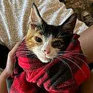 Geneva joined the competition — help win amazing prizes! cat, kitten, calico, whiskers, pet, blanket, red_plaid, cozy, indoor, bed, bedding, human_hand, fur, ear, nose, eyes, portrait, snuggled, towel, cuddle
