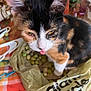 cat, calico_cat, tongue_out, plastic_bag, grapes, tablecloth, plaid_tablecloth, close_up, pet, whiskers, ears, yellow_eyes, indoor, food, colorful, sitting, paw, face, portrait, curious_expression