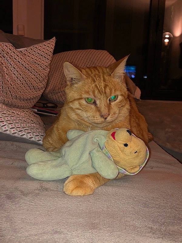 Filou participe au concours pour gagner de l'argent avec cette photo : carnivore, cat, claw, comfort, couch, domestic_short_haired_cat, fawn, felidae, flooring, foot, fur, hardwood, paw, room, sitting, small_to_medium_sized_cats, tail, textile, whiskers, wood