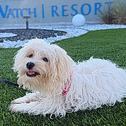 Sugar Cookie is registered to the contest to win money with this photo: dog, fluffy, garden, grass, happy, landscaping, lawn, leash, long_hair, lying_down, open_mouth, outdoor, pet, pink_harness, portrait, resort, sign, small_dog, vacation, white_dog