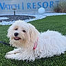 dog, fluffy, garden, grass, happy, landscaping, lawn, leash, long_hair, lying_down, open_mouth, outdoor, pet, pink_harness, portrait, resort, sign, small_dog, vacation, white_dog