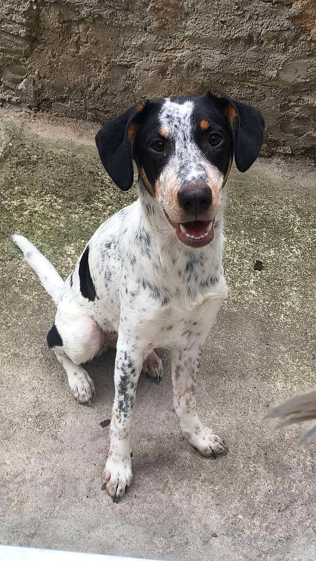 Priska participe au concours pour gagner de l'argent avec cette photo : bluetick_coonhound, braque_dauvergne, braque_du_bourbonnais, canidae, carnivore, dog, dog_breed, hunting_dog, louisiana_catahoula_leopard_dog, mammal, old_danish_pointer, pointer, rare_breed_dog, sporting_group, vertebrate