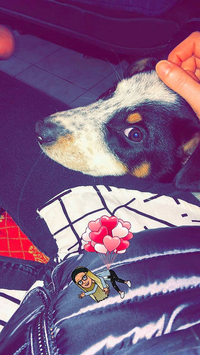 Priska a rejoint le concours — aidez-le/la à gagner de superbes lots ! art, canidae, carnivore, dog, dog_breed, fox_terrier, illustration, nose, rat_terrier, smooth_fox_terrier, snout