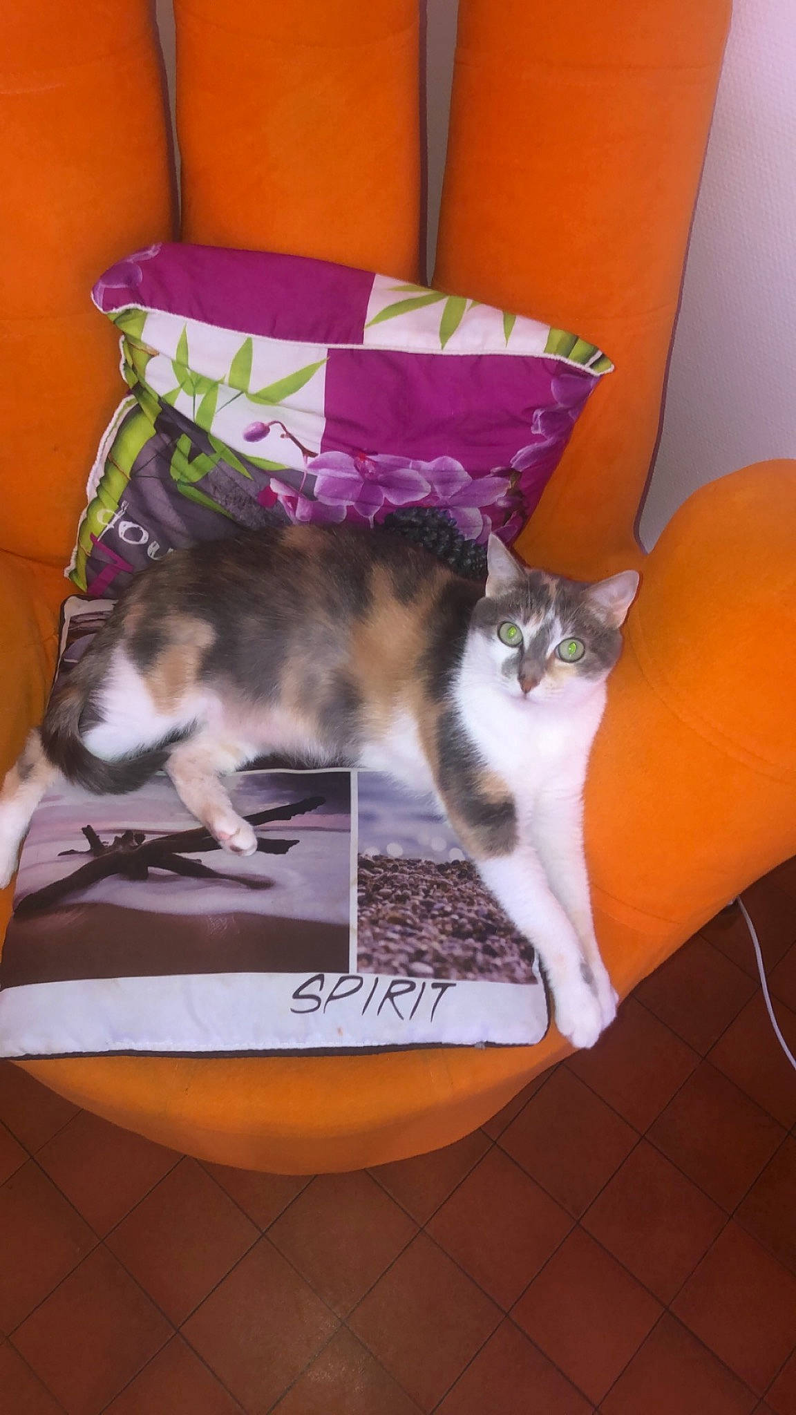 Bubulle participe au concours pour gagner de l'argent avec cette photo : canidae, carnivore, cat, cat_supply, comfort, companion_dog, domestic_short_haired_cat, felidae, flooring, fur, hardwood, nap, paw, pet_supply, photo_caption, room, small_to_medium_sized_cats, tail, throw_pillow, whiskers