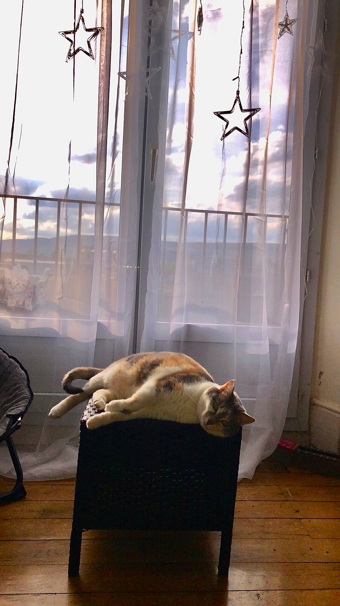Bubulle participe au concours pour gagner de l'argent avec cette photo : carnivore, cat, comfort, companion_dog, curtain, fawn, felidae, flooring, glass, hardwood, interior_design, shade, small_to_medium_sized_cats, sunlight, table, tail, tints_and_shades, whiskers, window, wood